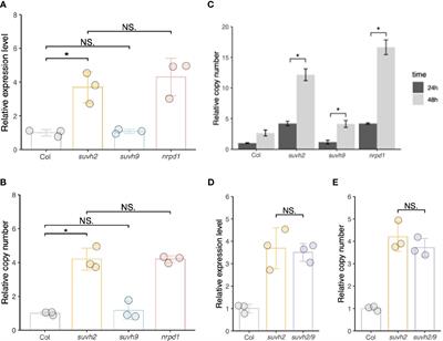 Regulatory mechanism of heat-active retrotransposons by the SET domain protein SUVH2